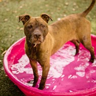 Adoptable pup Princess is a sweet girl who loves to splash around in the doggie pool