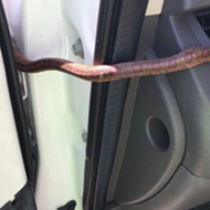 Florida woman nearly crashes car after snake crawls out of air vent