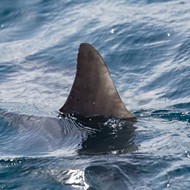 Florida lawmakers water down bill that would've banned the sale of shark fins