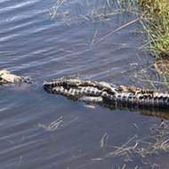 The Orlando International Airport now has even more gators