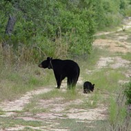 There's now a $5,000 reward for info regarding the black bear shot in Sanford