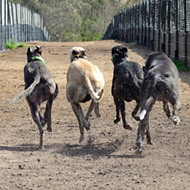 Five Florida greyhounds test positive for cocaine