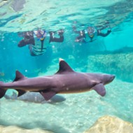 SeaWorld's Discovery Cove will now let guests swim with sharks