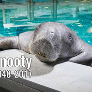 Snooty the manatee dies one day after 69th birthday