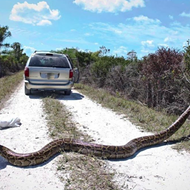 Florida snake hunters have killed 500 Burmese pythons this year