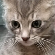 Orlando International Airport's wildlife team rescues stray kitten, names it 'Wingnut'