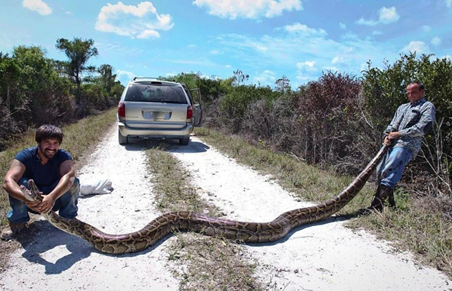 This 15-foot long beast was captured April 1 in the Florida Everglades - Photo by  Michael Freifeld