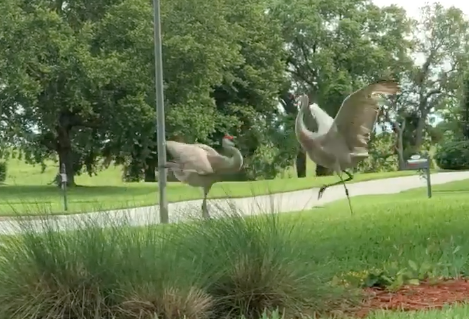 Two Florida sandhill cranes were dancing to an Ed Sheeran song