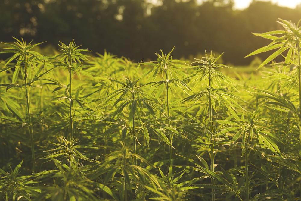 The Federal Farm Bill could make hemp farming legal – but in the meantime, Big Pharma and the FDA have quietly moved in on CBD