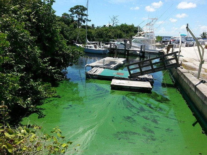 Erin Brockovich to Florida officials overseeing algae crisis: 'You cowards'