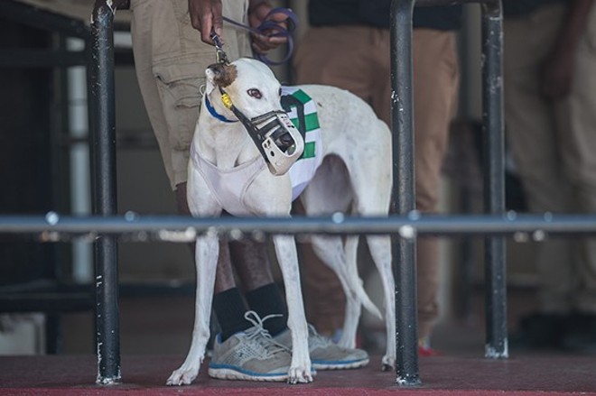 Florida seeks to keep greyhound racing ban on ballot