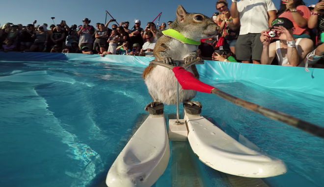 You have one last chance to see Orlando's waterskiing squirrel, Twiggy, before she  retires