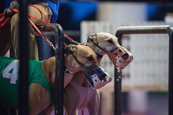 Florida has decided to ban greyhound racing