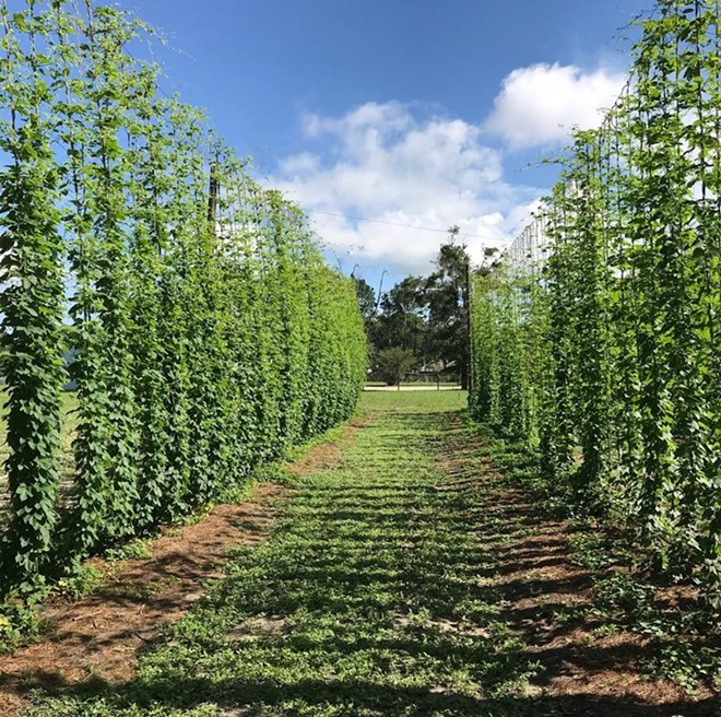 A row of hops plants in Zellwood - Photo by Richard Smith