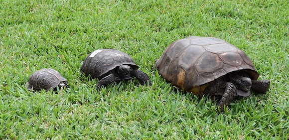 From left to right: A Florida box turtle, a regular gopher tortoise, and our hefty champion - Photo via CROW