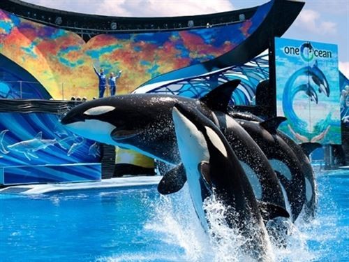 SeaWorld has a new CEO, here are the five big decisions he'll need to make
