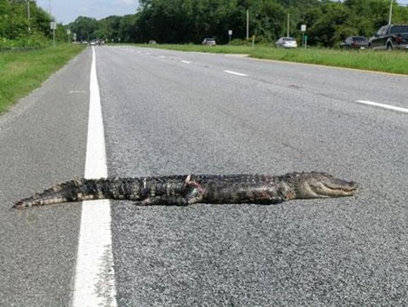 A Florida bicyclist was hospitalized after crashing into a dead alligator