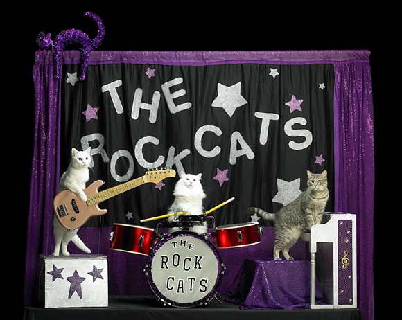 Best! Job! Ever! Acro-Cats seek tour assistant to travel cross-country with cat circus
