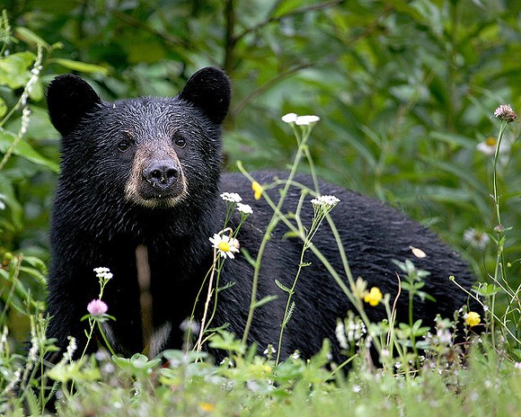 Conservation group files emergency motion to block Florida’s bear hunt