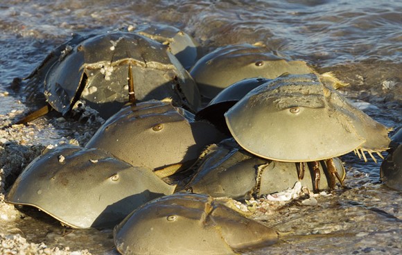Florida wildlife officials want you to report horseshoe crab sexcapades on the beach