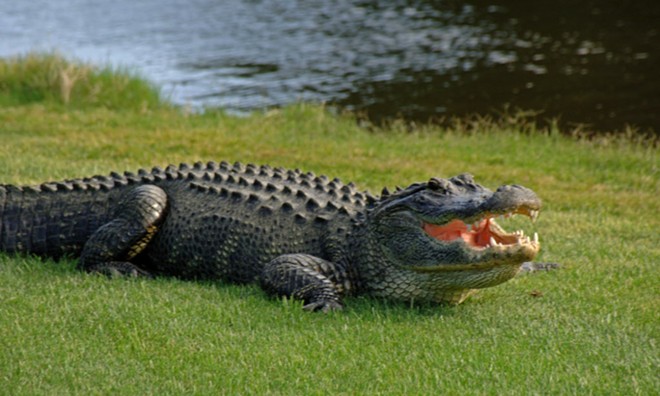 A Brevard County burglary suspect was eaten by a gator while running from deputies