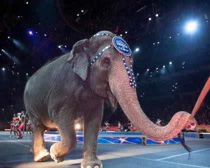 Feld Entertainment announces early retirement for all Ringling Bros. circus elephants