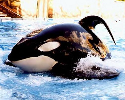 SeaWorld reports that Tilikum the orca is seriously ill