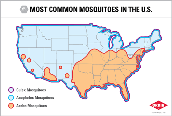 According to recent study, mosquitoes in Orlando aren't even that bad