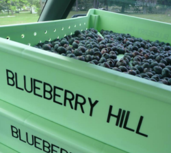 Find your thrill: 4 places to pick blueberries around Orlando