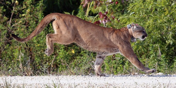 This year, Florida will probably break 2015's record for dead panthers