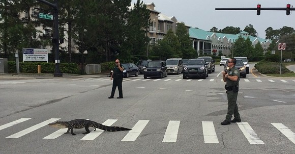 Law abiding alligator uses crosswalk in Flagler County