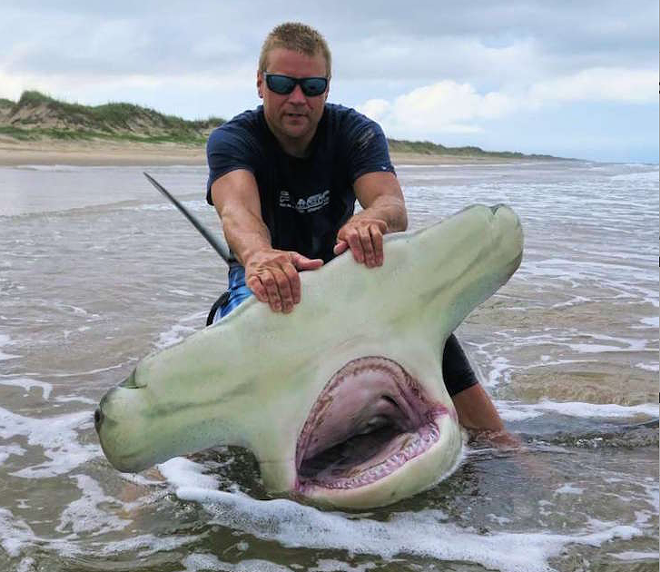 Man catches staggeringly big 13-foot-long hammerhead shark (2)