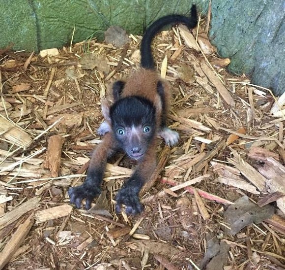 You can now visit this cute baby lemur at the Central Florida Zoo (2)
