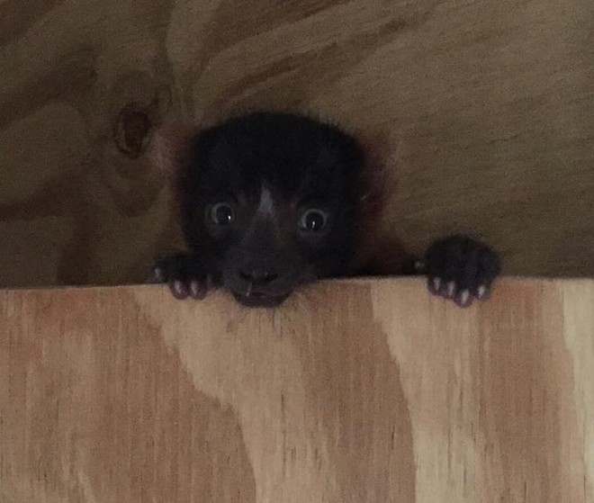 You can now visit this cute baby lemur at the Central Florida Zoo (3)