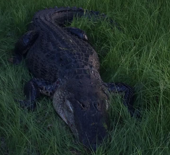 A 9-foot Florida gator was euthanized after biting a man in the leg