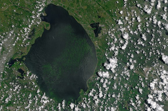 You can now see Florida's gross algae problem from space