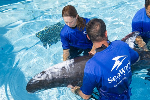 Rare beached pygmy killer whale arrives at SeaWorld (2)