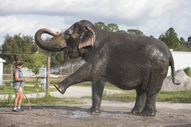 Florida elephant center with strong ties to Disney shuts down after numerous deaths