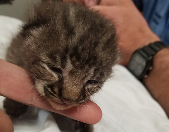 We would die for Bob, the tiny baby bobcat dropped off at an Orlando fire station