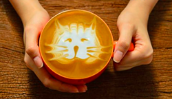 Coffee and cats, wine, Yucatan delicacies and more: six new dining and drinking openings