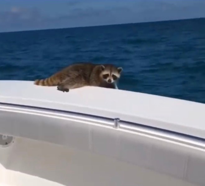 There’s an online petition to disbar the Clearwater lawyer who left a raccoon to die 20 miles offshore