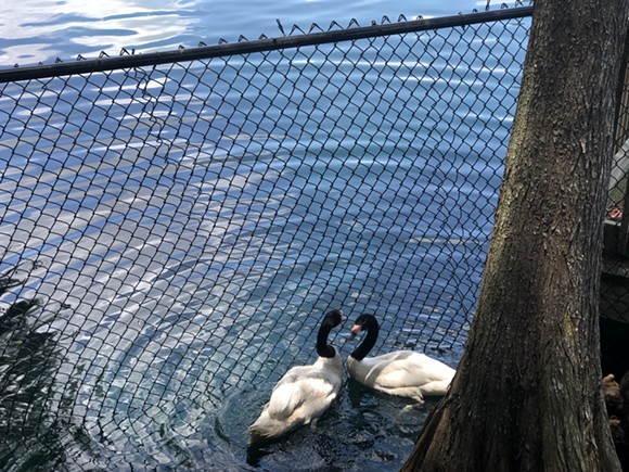 Two new male swans unveiled at Orlando's Lake Eola Park