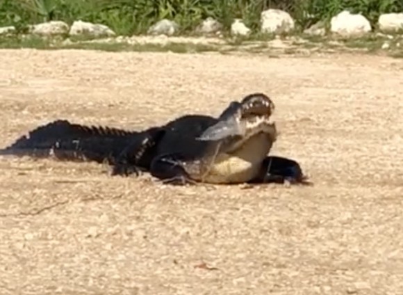 The best metaphor for what America thinks of Florida is this video of an alligator eating trash