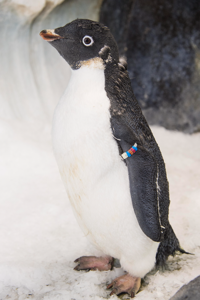 Wetsuit-wearing SeaWorld penguin finally grows her own coat