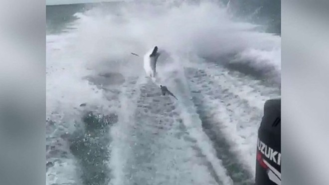 New video shows Florida men who dragged shark behind boat also shot animal for fun