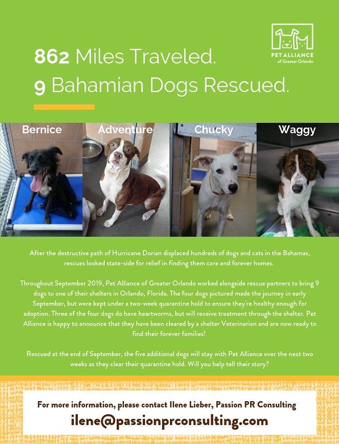 Dogs from the Bahamas are up for adoption at the Pet Alliance of Greater Orlando
