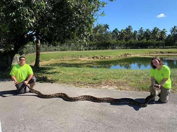 Florida python hunters capture record-setting 18-foot snake, largest ever removed from Big Cypress