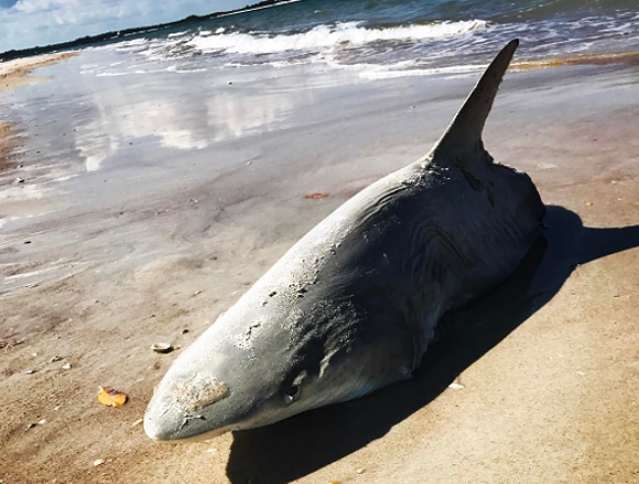 A Half Eaten Shark Washed Up On New Smyrna Beach Last Weekend Orlando Area News Orlando Orlando Weekly