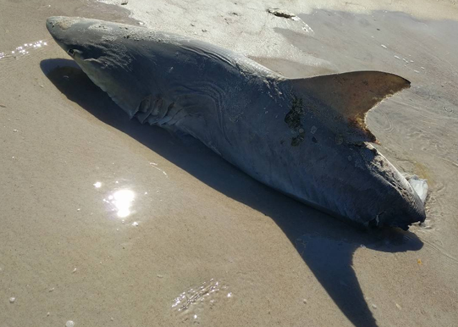A Half Eaten Shark Washed Up On New Smyrna Beach Last Weekend Orlando Area News Orlando Orlando Weekly