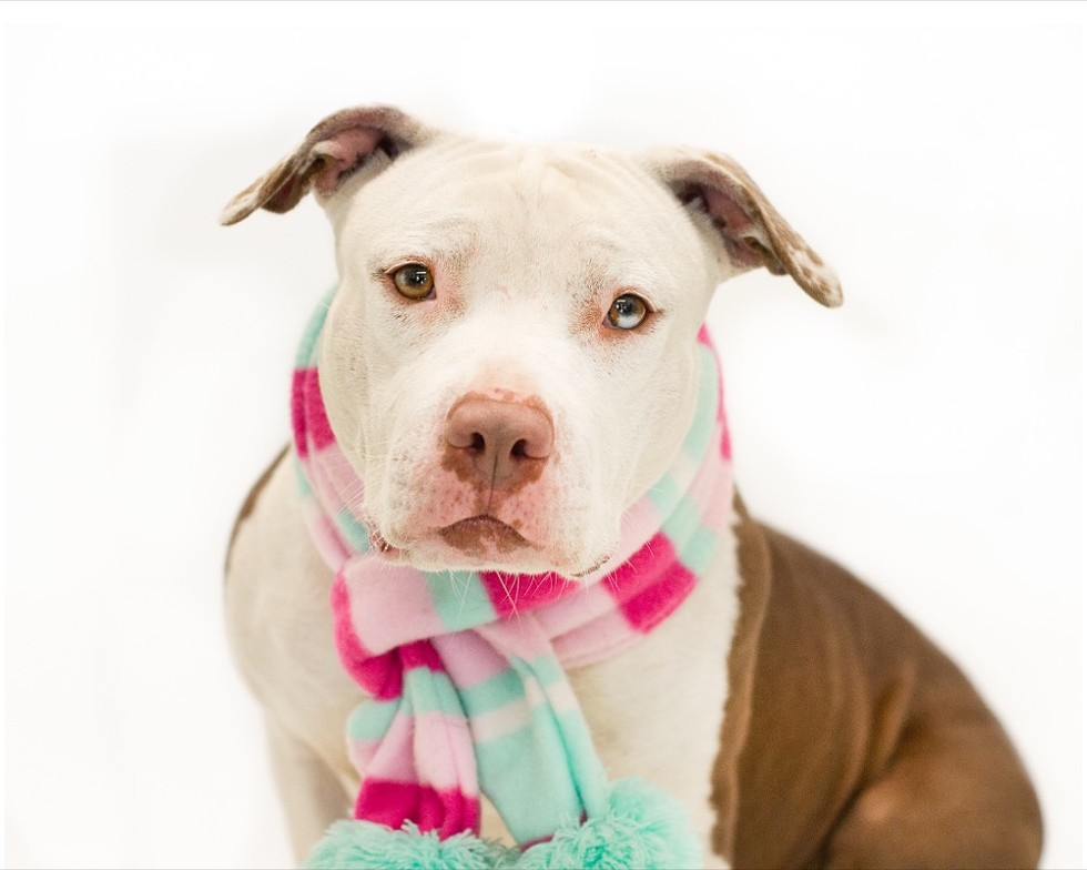 Dotty (A443948) - Photo by Pawsitive Shelter Photography